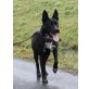 REMO, Pflegestelle Burgenland , kräftiger, wunderschöner Traumbub - Rüde