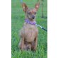 REMY, Zwergpinscher - Rüde