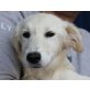 RENA, Mini-Retrievermix,Pflegestelle Deutschland Welpen - Hündin