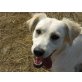 RENIA , Golden Retriever-Mix - Hündin