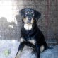 RENO, Rottweiler-Mix - Rüde