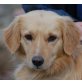 RENZO 'Maddox' - Pflegestelle Niederösterreic, verschmuster, anhänglicher Retriever-Mix - Rüde