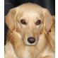 RENZO 'Madoxx', Pflegestelle Niederösterreich, Retriever-Mix - Rüde