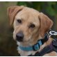 RESI - Ubeda, Labrador-Podenco-Mischling, kastriert - Hündin