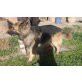 REX, Deutscher Schäferhund Brauner langhaariger Schlag - Rüde