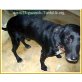 REX, Labrador Mix - Rüde