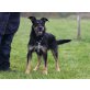 REX, Riesenschnauzer-Mischlingsrüde - Rüde