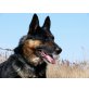REX, gerade noch geretteter Schäferhund - Rüde