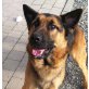 REX - wartet im Tierheim, Deutscher Schäferhund - Rüde
