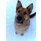 REXI 5, Pflegestelle Tirol, AKTIVER TRAUMHUND! Schäfer-Schnauzermix - Rüde