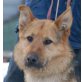 REXI 5, Pflegestelle Tirol, TRAUMHUND!!!! Schäfer-Schnauzermix - Rüde
