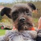 REXI - LInares, Terrier Mix - kastriert - Rüde