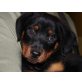 RHIANA, Dobermannmischling,Pflegestelle Wien Welpen - Hündin