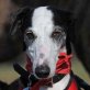 RIANA, Galga, kastriert, ca. 7 Jahre alt - Hündin