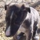 RIANA, geb. ca. Noc. 2011, Galga (noch nicht kastriert) Welpen - Hündin