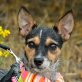 RICA - Linares, Chihuahua-Terrier-Mischling, kastriert - Hündin
