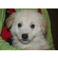 RICA, Retriever Spitzmischling,Pflegestelle OÖ Welpen - Hündin