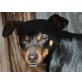 RICARDO, noch etwas schüchterner Pinscher Mischlg. - Rüde