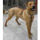 RICI, Rhodesian Ridgeback - Rüde