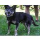RICKIE, Gnadenplatz f.blinden Mischl.Senior gesucht - Rüde