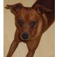 RICKY 10 - Pflegestelle Burgenland, unkomplizierter, intelligenter Pinscher - Rüde