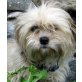 RICKY 11, Pflegestelle Tirol, ruhiger, anhänglicher LHASA APSO  - Rüde