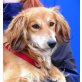 RICKY 6 sucht Pflege- oder Fixplatz, Spanielmix - Rüde