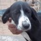 RICKY, Mix (Galgo), geb. ca. August 2011 Welpen - Rüde