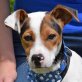 RICKY - kastriert, Bodeguero Andaluz - span. Jack-Russell - Rüde
