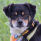 RICO - kastriert, Beagle-/Pinscher-Mischling - Rüde