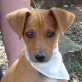 RICOLINO, Mini-Podenco - unkastriert Welpen - Rüde
