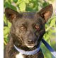 RIEKE, Pinscher-Spitzmixhündin, kastriert, PS Stmk. - Hündin