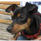 RIGG, Zergpinscher-Mix - Rüde
