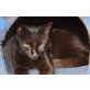 RIGO, Mix - Kater