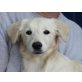 RIKA, Mini-Retrievermix,Pflegestelle Wien Welpen - Hündin