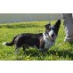 RIKI, Dackel/Jack Russel Mischling - Rüde