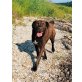 RIKY 2, Labradormix kastriert  - Rüde