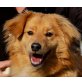 RINKO - Pflegestelle Wien, süßer Sheltie-Mix - Rüde