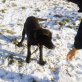 RINTI, Labrador-Mix - Rüde