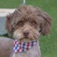 RIO, Wuschel-Mix - kastriert - Rüde