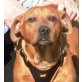 RISKO - Pflegestelle Wien, anhänglicher, verschmuster PINSCHER-Mix - Rüde