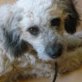 RITA, kl. Mix ( 45 cm), kastriert, 2-3 Jahre - Hündin