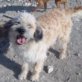 RITA, kleiner Mix, kastriert, 2-3 Jahre - Hündin