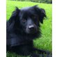 ROAN 'Loui', Pflegestelle Tirol, Flat Coatet Retriever-Mix - Rüde