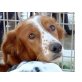 ROBBY II, Setter Mix - Rüde