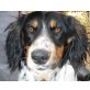 ROBELLO, Pflegestelle Niederösterreich, Springer Spaniel Mix - Rüde