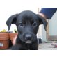 ROBI, Labradormix,Pflegestelle Wien Welpen - Rüde