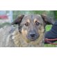 ROBI, Schäferhund Mischling - Rüde