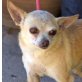 ROBIN - Linares, Chihuahua, kastriert - Rüde