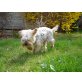 ROBIN, Yorkshire Terrier - Rüde